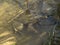 Closeup shot of a Mediterranean painted frog in a pool of water