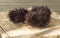 Closeup shot of Mediterranean Sea urchins on a cutting board