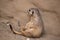 Closeup shot of a meerkat sitting and leaning against a rock in the Osnabruck zoo in Germany