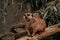 Closeup shot of a meerkat on a wooden log with a background of branches and leaves