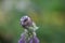 Closeup shot of a Melolontha sitting on a lavender flower