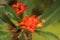 Closeup shot of a Mexican Butterfly weed under the sunlight