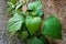 A closeup shot of Mexican devil plant growing on a concrete wall . Ageratina adenophora, commonly known as Crofton weed.