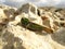 Closeup shot of a migratory locust on a rock  under the sun