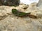 Closeup shot of a migratory locust on a rock  under the sun