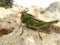Closeup shot of a migratory locust on a rock  under the sun