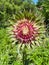 Closeup shot of a milk thistle herb bud