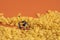 Closeup shot of miniature labor figures on a pile of corn on orange background