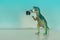 Closeup shot of a miniature toy dinosaur eating a toy human figurine on a light blue background