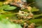 Closeup shot of a mink frog on green leaves