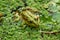 Closeup shot of a mink frog on green leaves