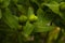 Closeup shot of Mollenkruid Euphorbia lathyris growing in the garden