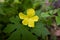 Closeup shot of a momordica flower in the garden