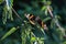 Closeup shot of a monarch butterfly (Danaus plexippus) on the tree branch