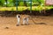 Closeup shot of a monkey walking on all fours surrounded by green nature