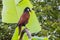 Closeup shot of a montezuma oropendola bird perched on a branch