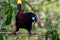 Closeup shot of a Montezuma oropendola bird perched on a thin tree branch in a forest