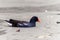 Closeup shot of a moorhen floating in a lake