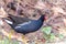 Closeup shot of a moorhen water bird in a forest