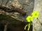 Closeup shot of a moorish gecko clinging on a rock