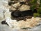 Closeup shot of a moorish gecko clinging under a shade on a rock