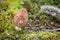 Closeup shot of morel in moss