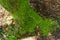 Closeup shot of a mossy tree in Triglav Park, Slovenia in the daytime