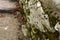 Closeup shot of a mossy tree in Triglav Park, Slovenia in the daytime on the blurred background