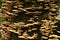 Closeup shot of a mossy tree trunk covered with polypore fungi group in a forest