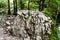 Closeup shot of mossy trees and stones in Triglav Park, Slovenia in the daytime