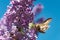 Closeup shot of a moth trying to drink the nectar of a lilac syringa flower