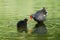 Closeup shot of a mother bird called Common Moorhen feeding her chick on a pond