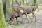 Closeup shot of a mother deer and a fawn grazing in the forest