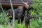 Closeup shot of a mother moose and a calf in Grand Teton National Park