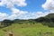 Closeup shot of a mountainous green field with random trees - perfect for background