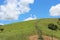 Closeup shot of a mountainous green field with random trees - perfect for background