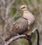 Closeup shot of a mourning dove (Zenaida macroura) perched on a tree branch