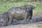 Closeup shot of a muddy African cape buffalo in the field with blurred  background