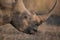 Closeup shot of a muddy rhino with a blurred background