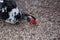 Closeup shot of muscovy duck