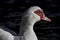 Closeup shot of a muscovy duck in a pond
