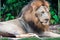 Closeup shot of a muscular, deep-chested male lion while resting