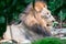 Closeup shot of a muscular, deep-chested male lion while resting