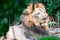 Closeup shot of a muscular, deep-chested male lion while resting