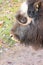 Closeup shot of a muskox head displaying its curved sharp horns