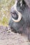 Closeup shot of a muskox head displaying its curved sharp horns