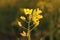 Closeup shot of mustard flower from Punjab