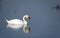 Closeup shot of a mute swan swimming on a reflective lake in Essex, UK