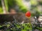 Closeup shot Mycena acicula, commonly known as the orange bonnet, or the coral spring Mycena