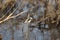 Closeup shot of a myrtle warbler bird perched on the bear tree branches in the daylight